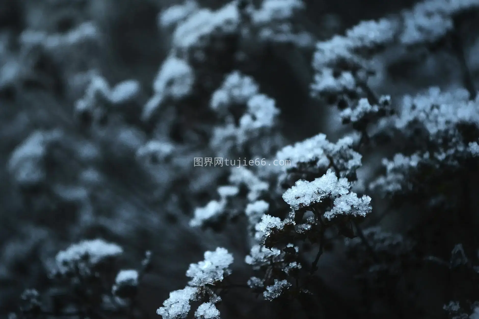 忧郁黑白雪花冬日自然美图片