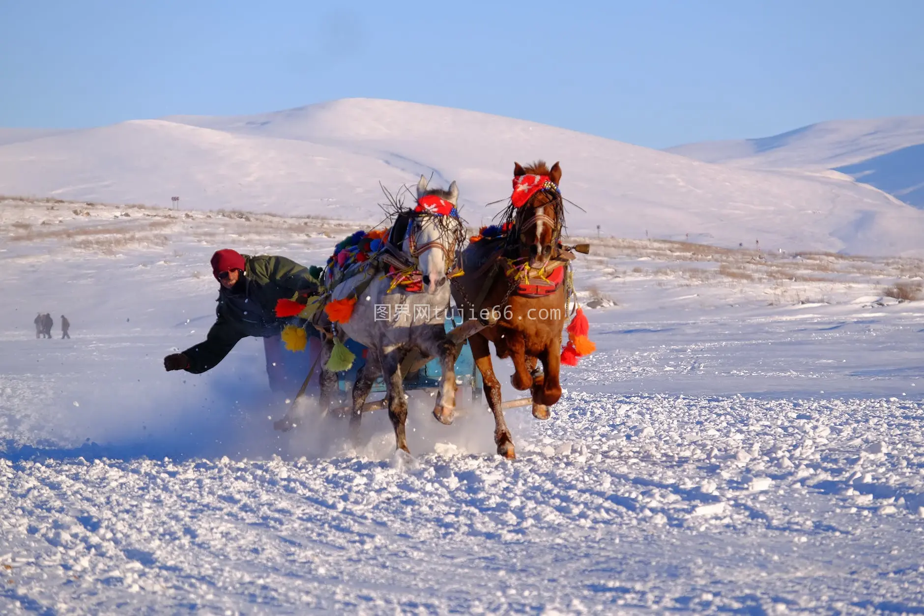 动态马拉雪橇雪景图 冬季运动探险佳选图片