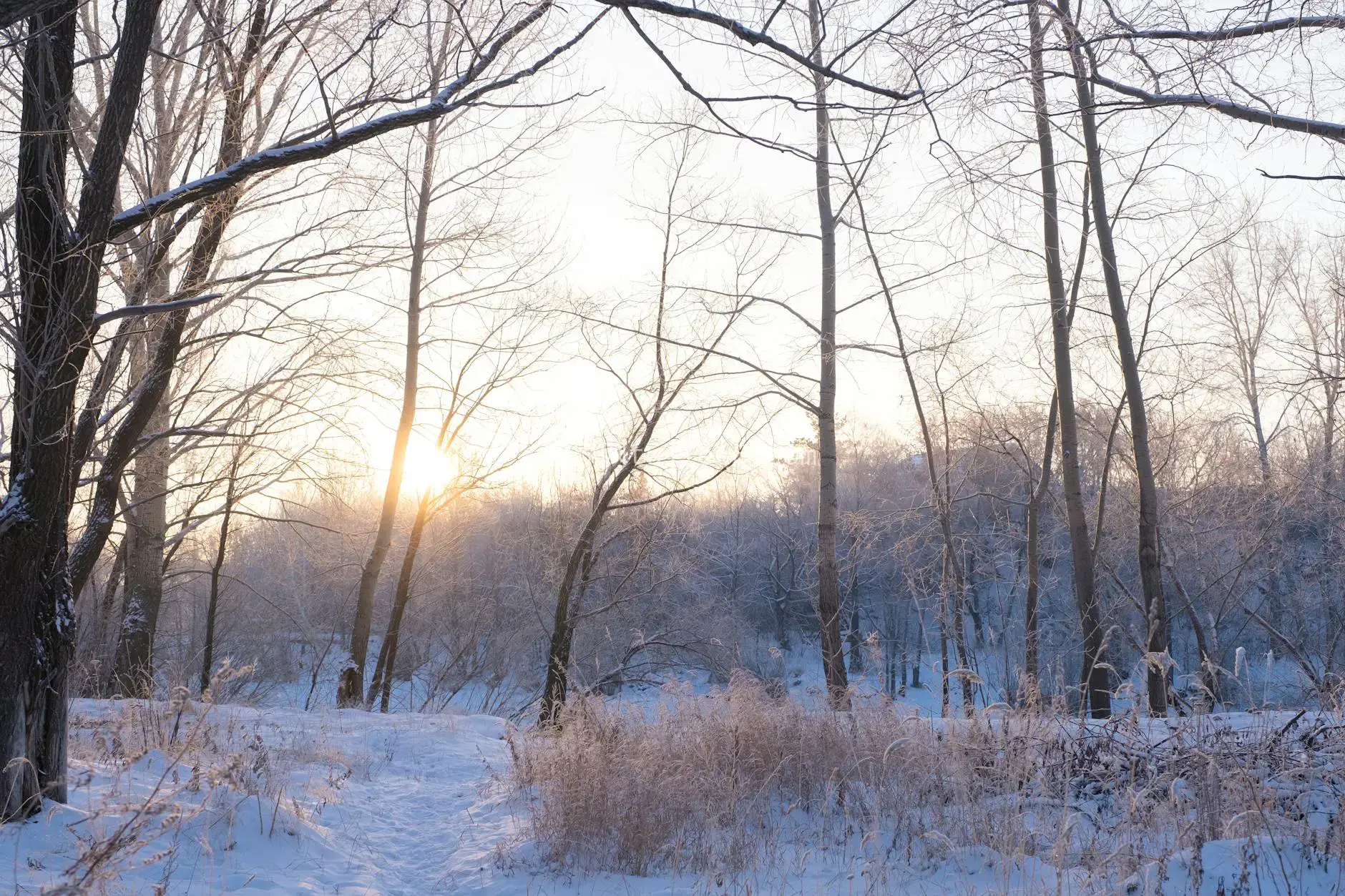 冬日阳光雪林宁静景图片