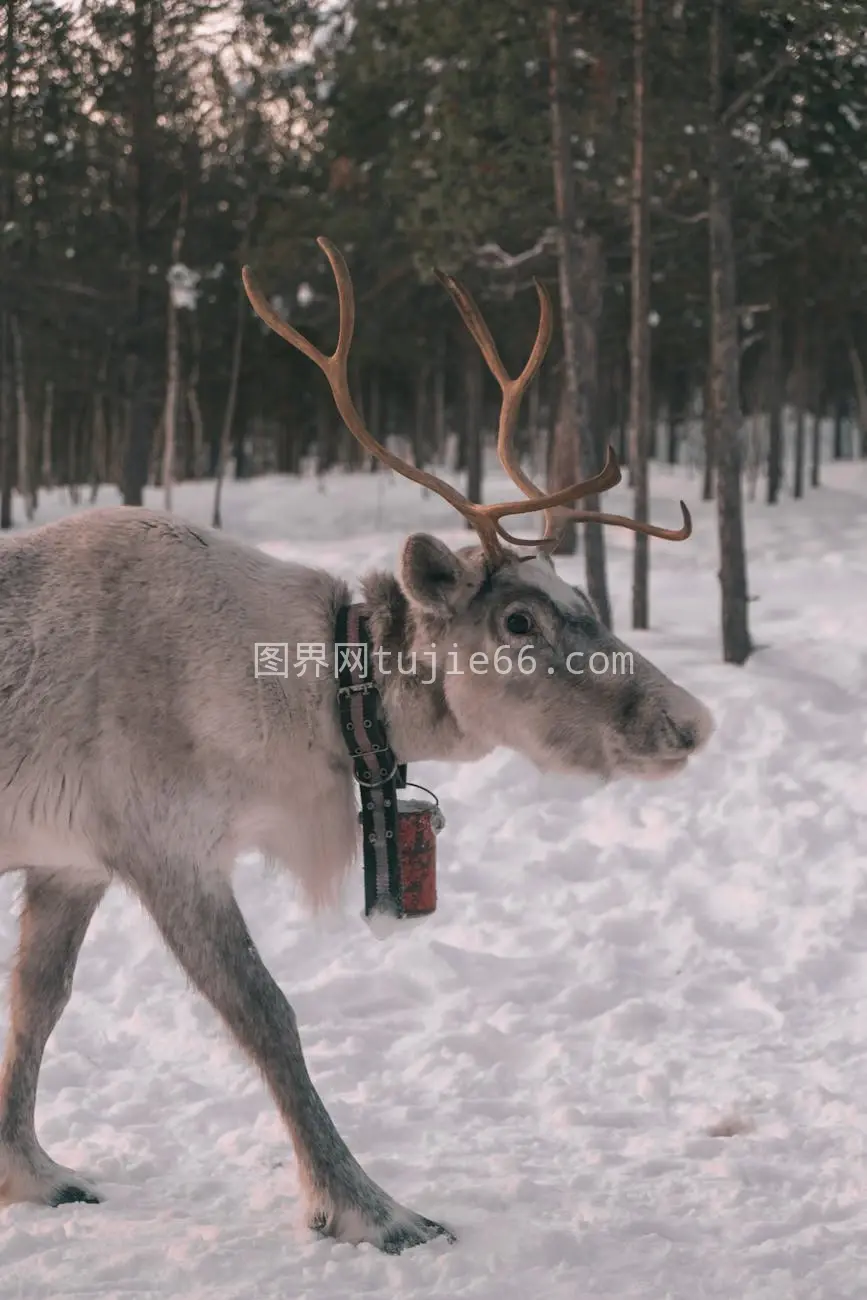 摩尔曼斯克雪林驯鹿特写图片