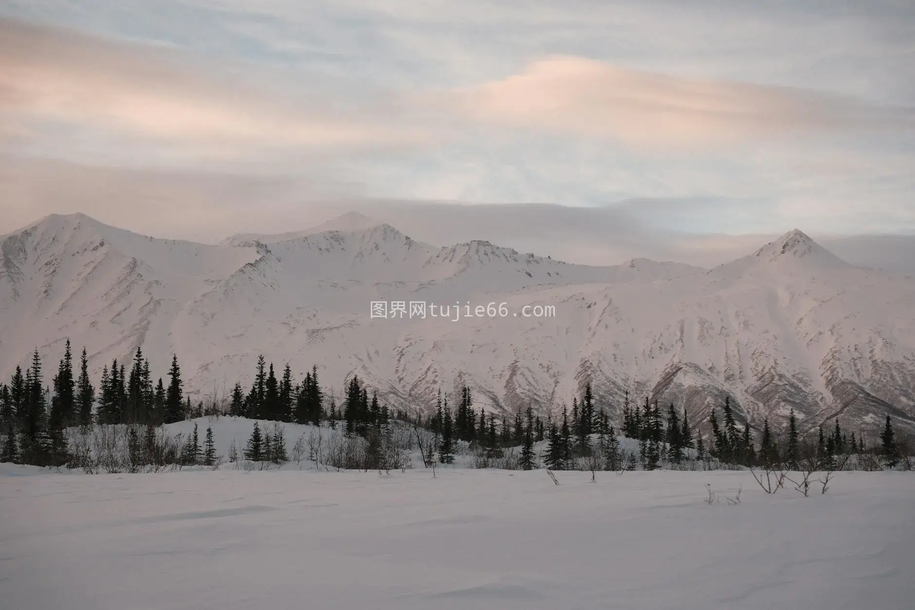 冬日雪景松树柔美天空图片