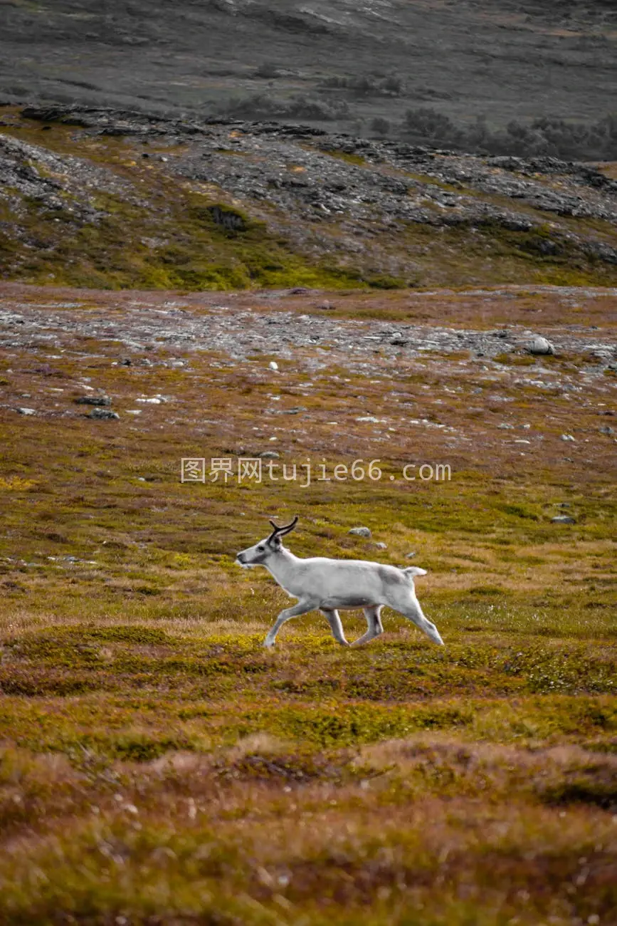 驯鹿秋苔原荒野漫步图片