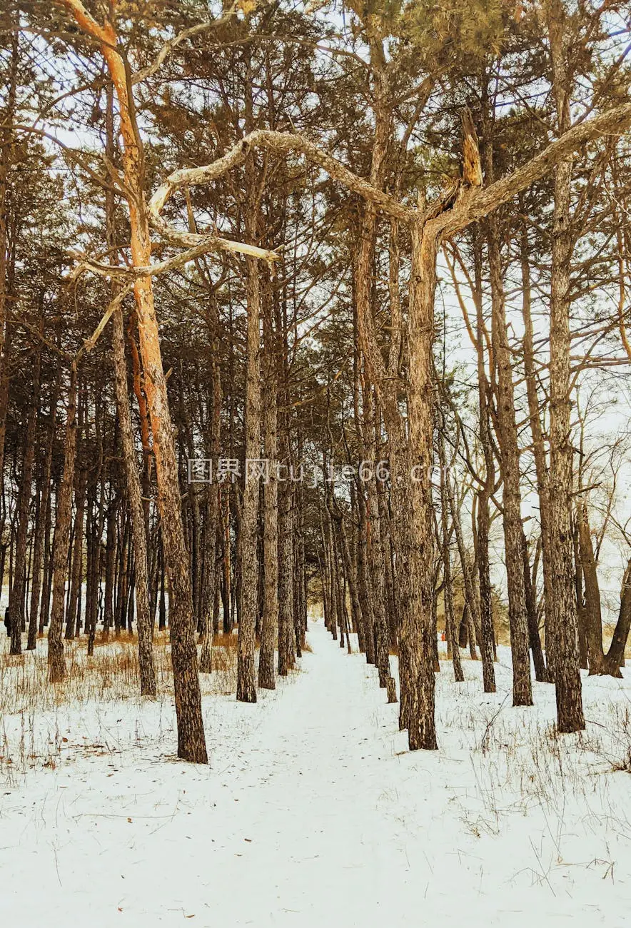 乌克兰森林雪景图图片