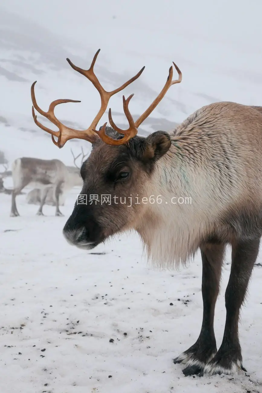 挪威雪地驯鹿雄伟景图片