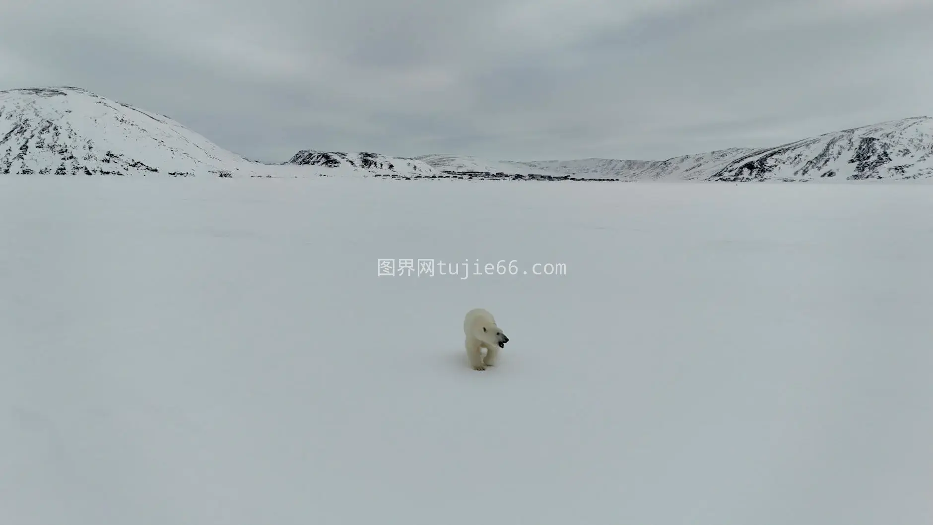 孤独北极熊雪地荒野图片