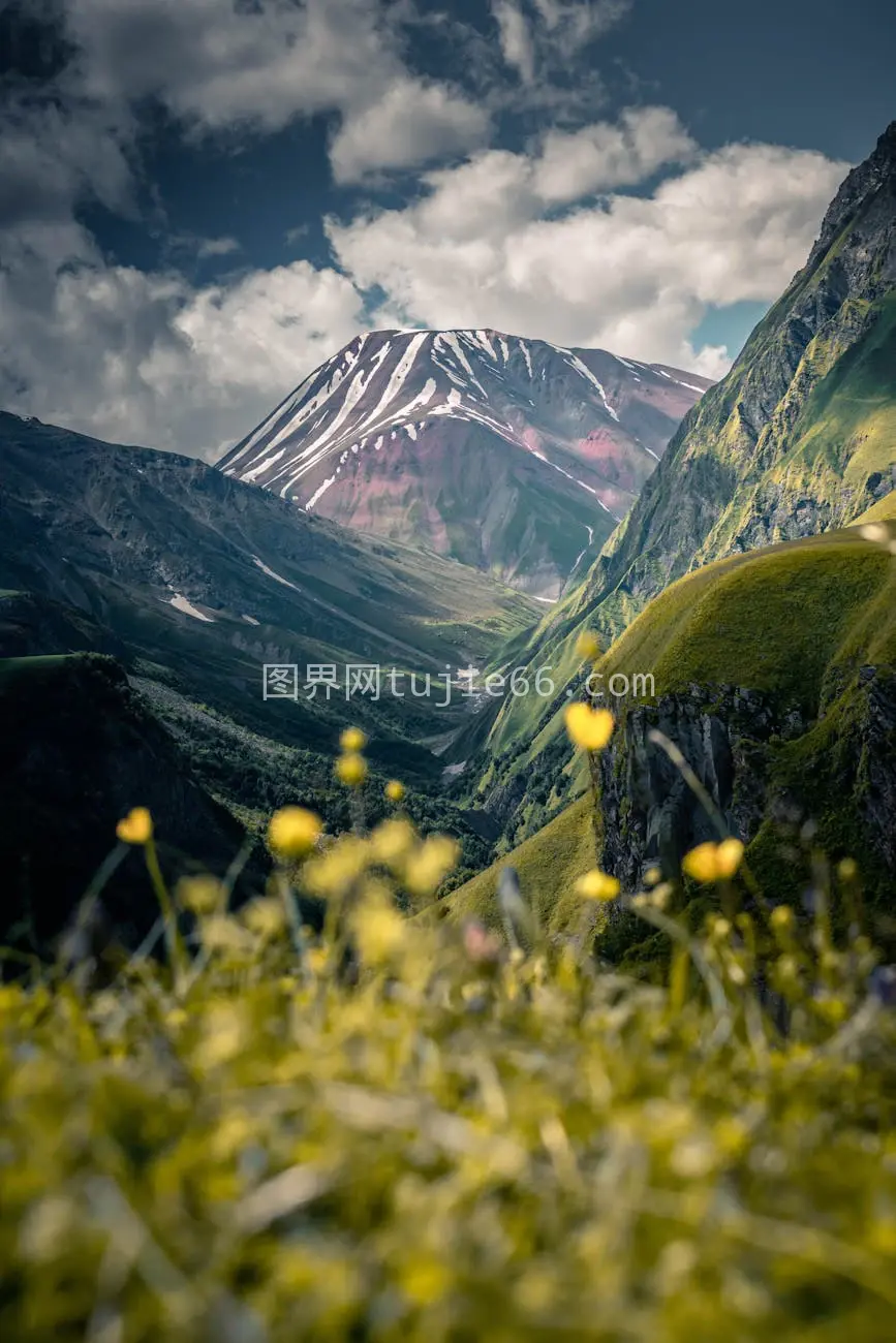 乔治亚州雪山绿植黄花映艳空图片