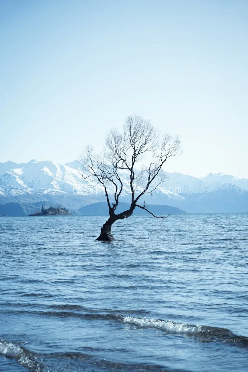 新西兰Wanaka湖独树雪山静景图片