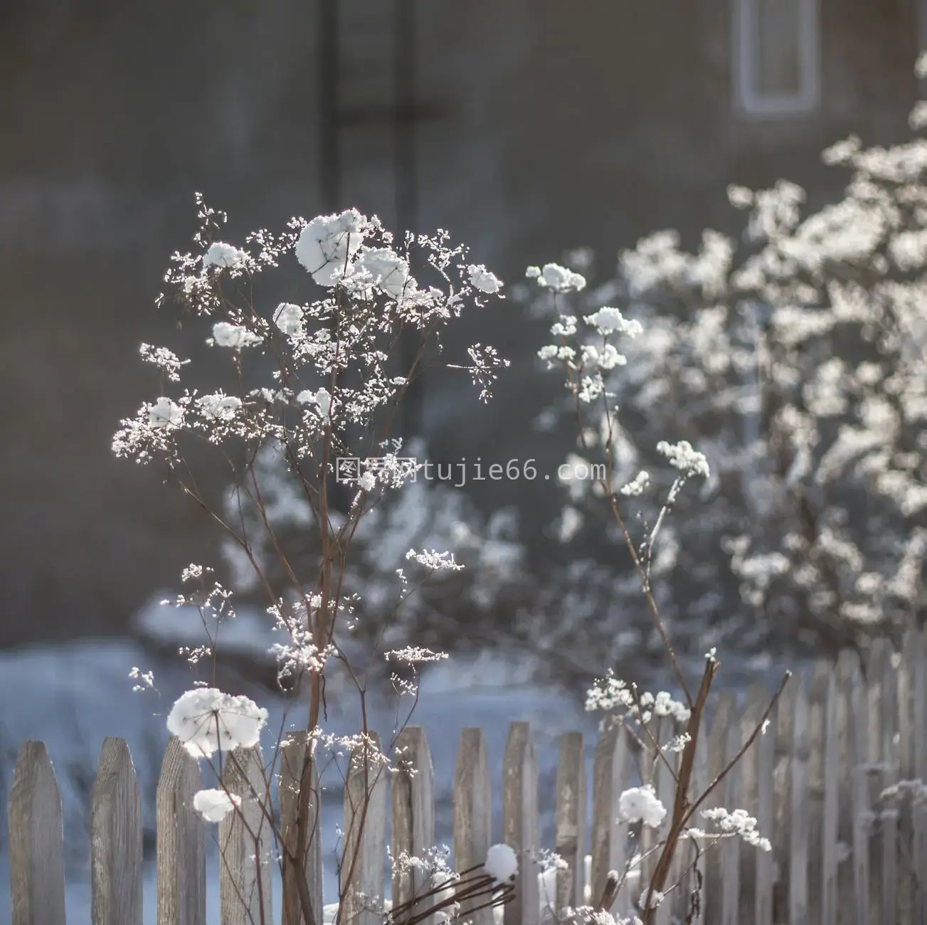 雪枝映衬宁静冬日景致图片