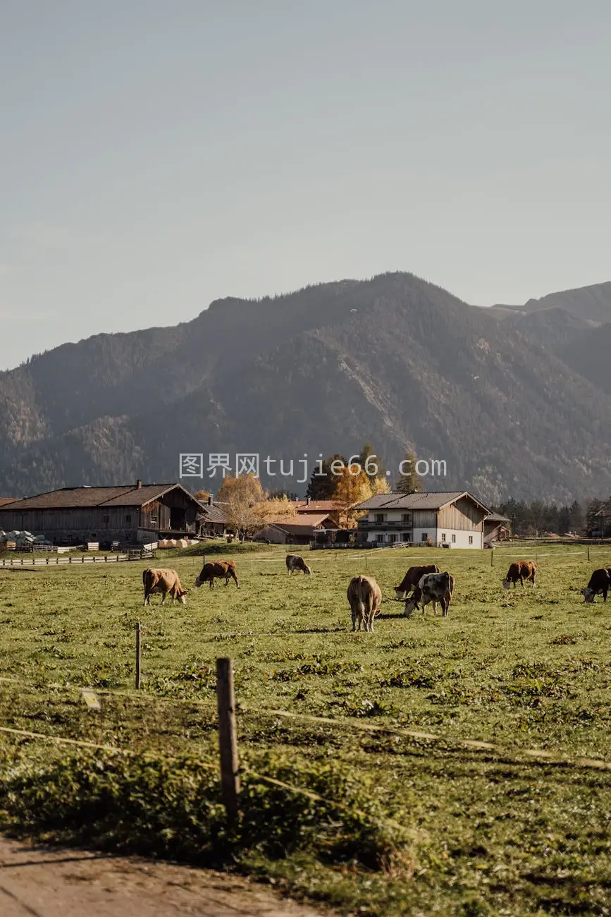 慕尼黑田野牛群山景图片