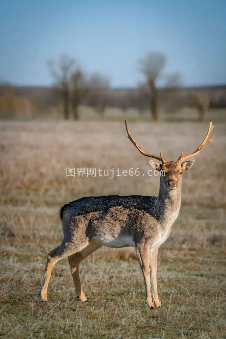 鹿角鹿春日警觉自然图片