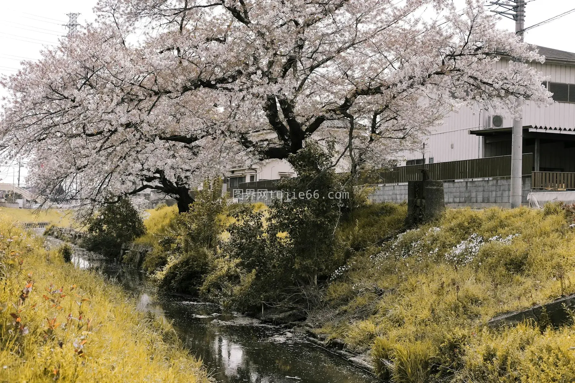 春日日本乡村樱花溪畔图片