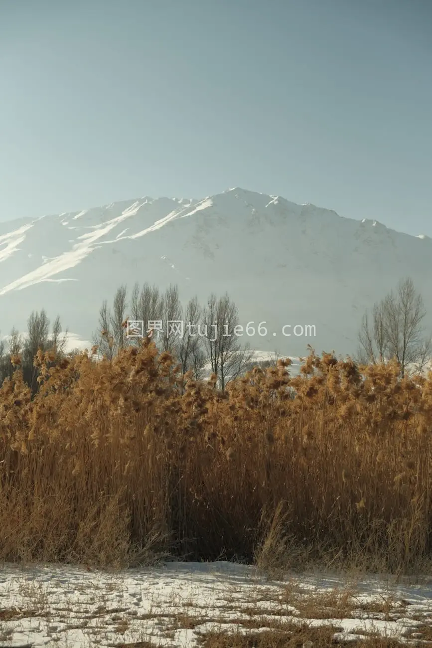 雪覆山峦干枯芦苇凡湖冬景图片