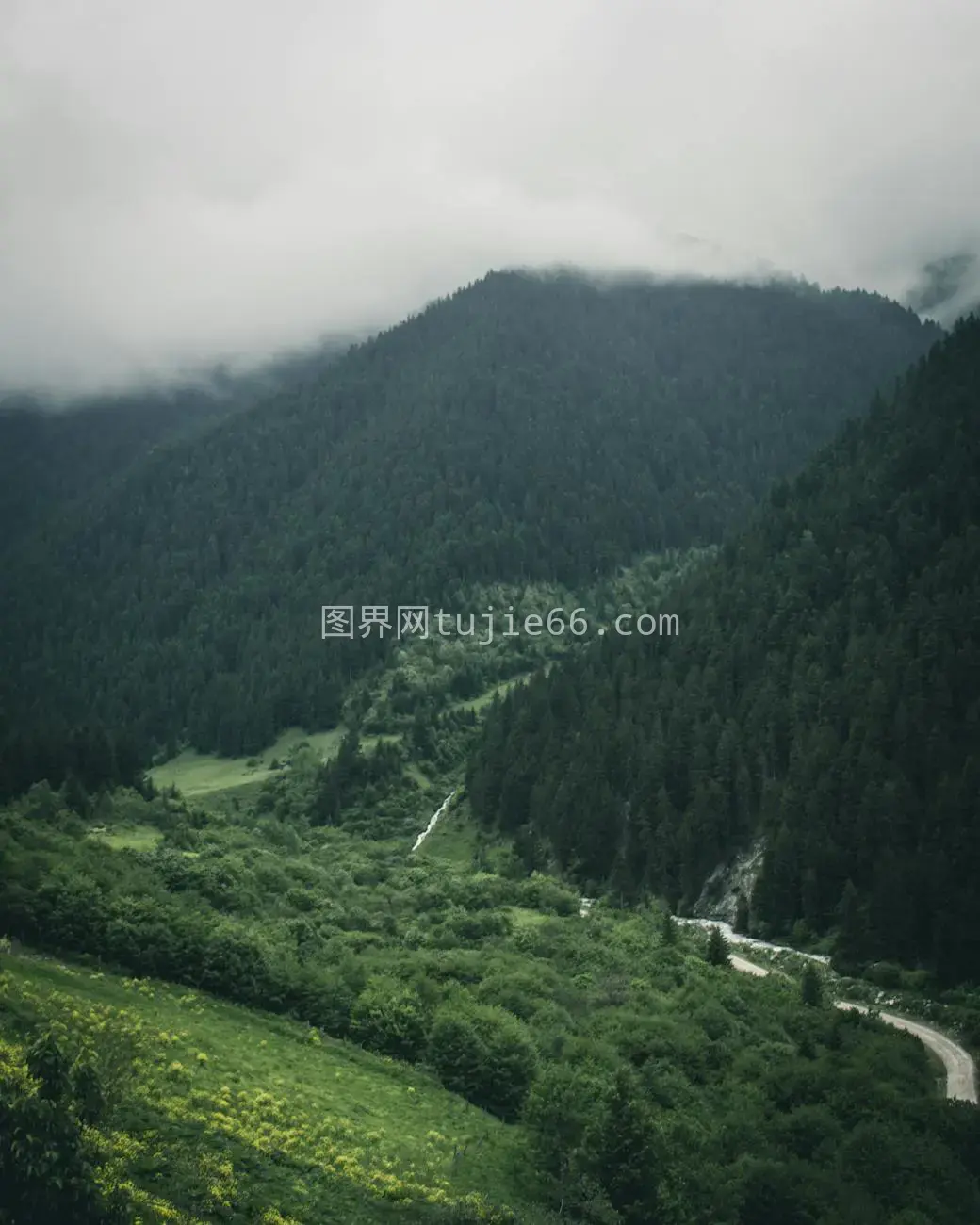 宁静森林山路薄雾中图片