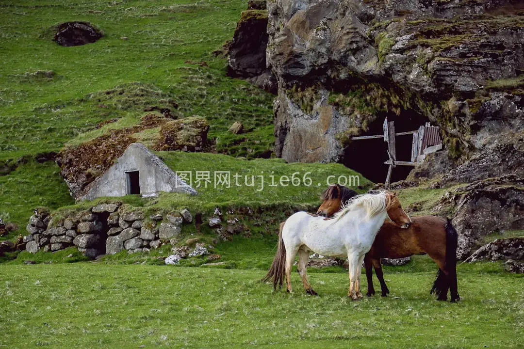 白棕马匹绿草地白昼景致图片