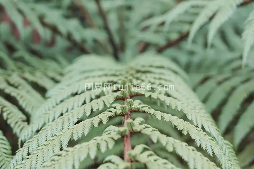 绿植多叶特写镜头图片