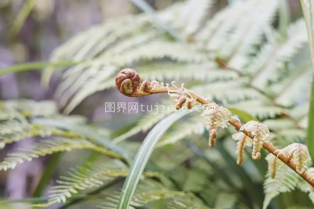 植物特写叶片细节图片