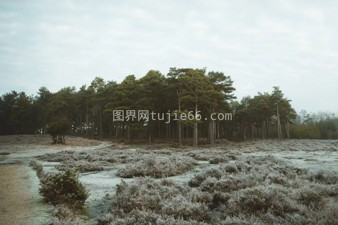 雪地绿树映衬白昼景致图片