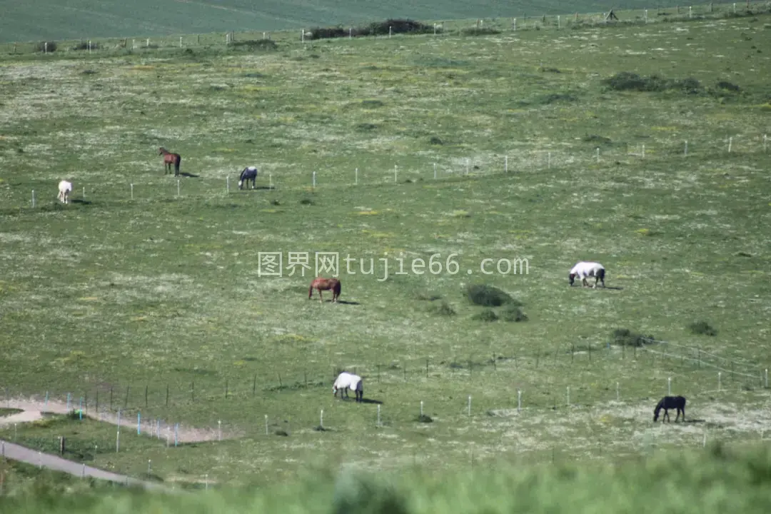 牛群绿草地悠闲食草图片