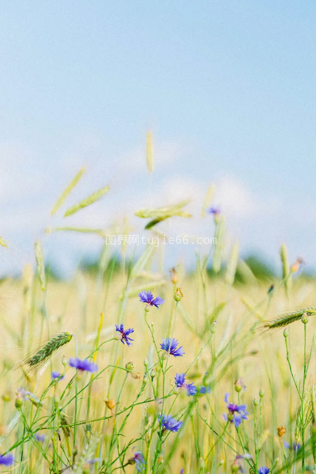 紫色花朵草地田野美景图片