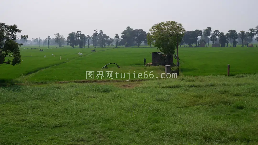 远处树木映衬下的绿色田野图片