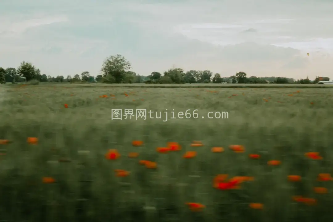 花海映衬绿树背景美图片