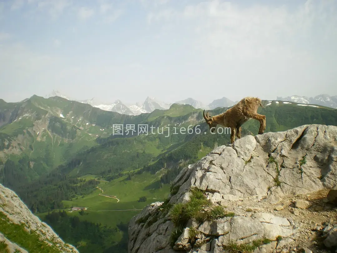 棕色山羊灰色岩石山巅站立图片