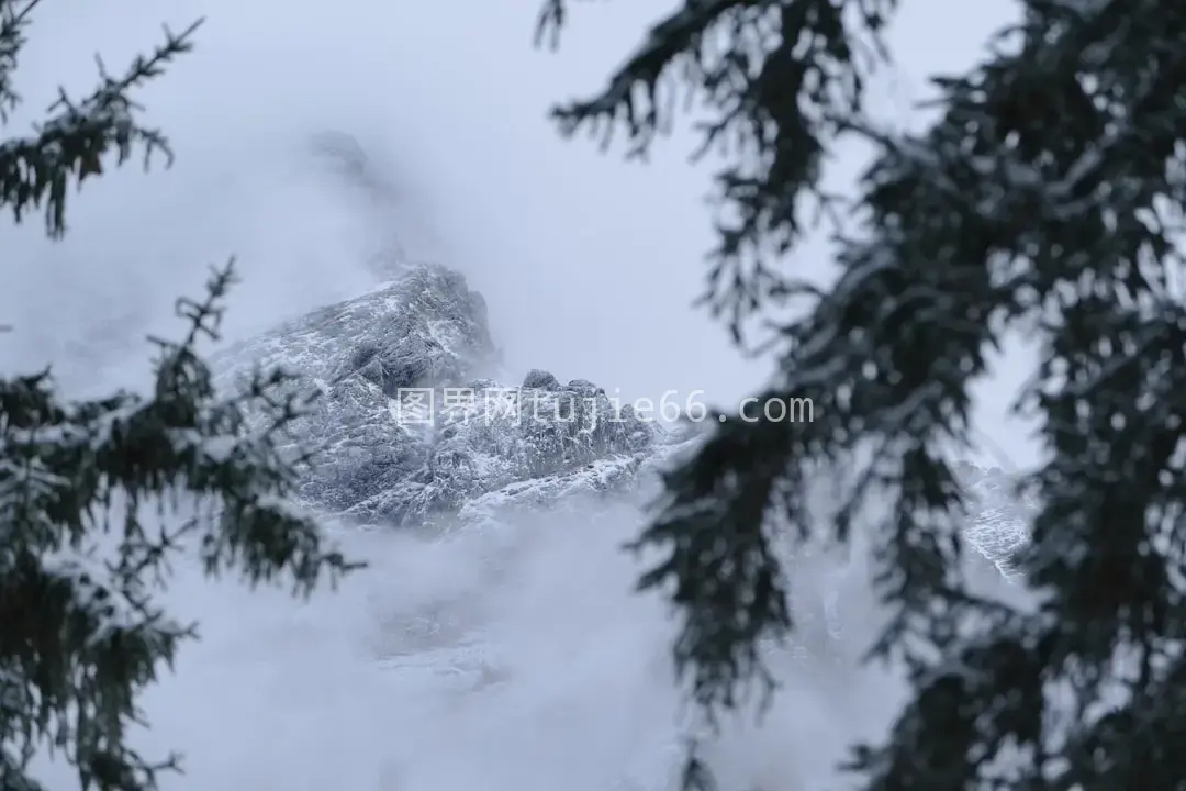 树影间雪山现自然美景图片