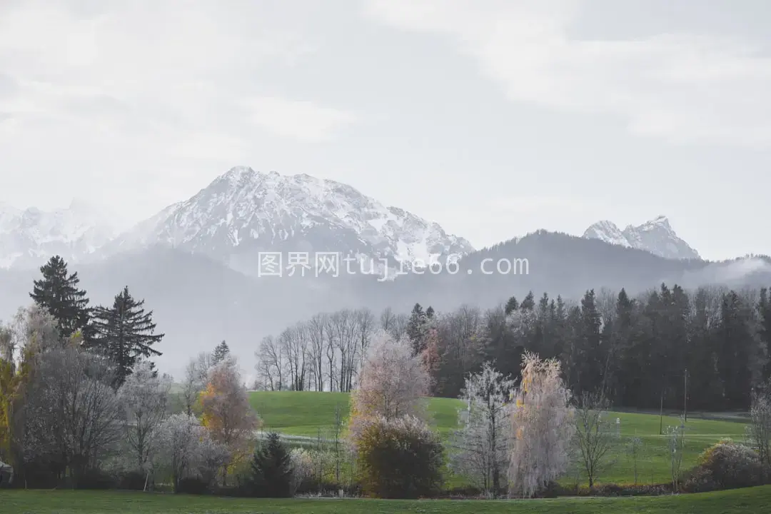 草地树木映衬山色背景图片