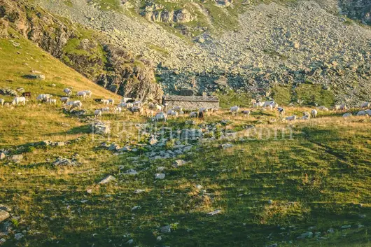 夏日山坡羊群美景