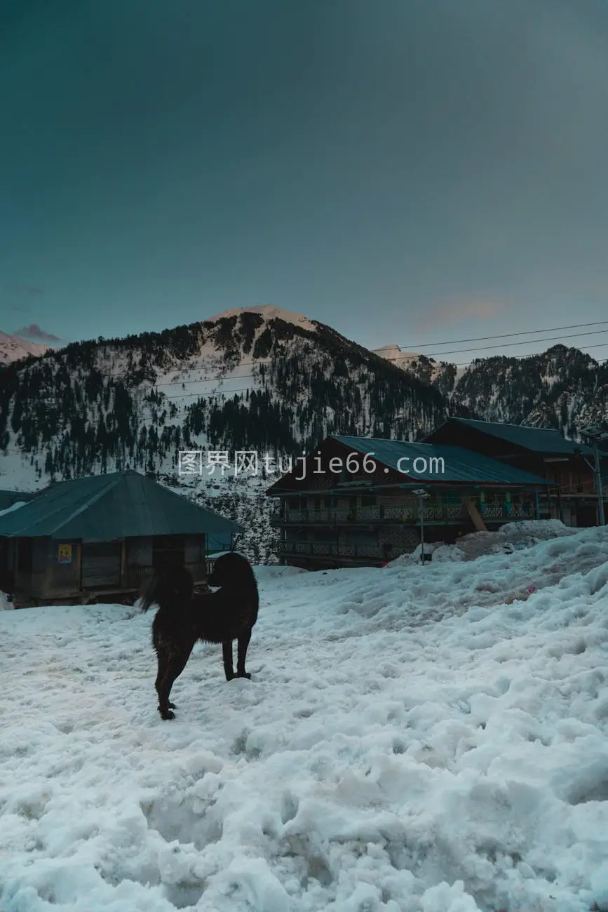 雪山村庄狗漫步冬日景致图片