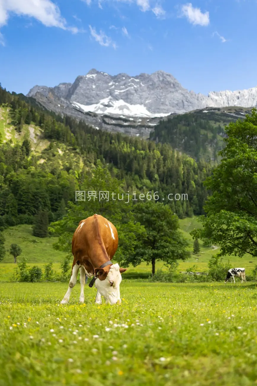 宁静牧场牛悠然食草山景映衬图片