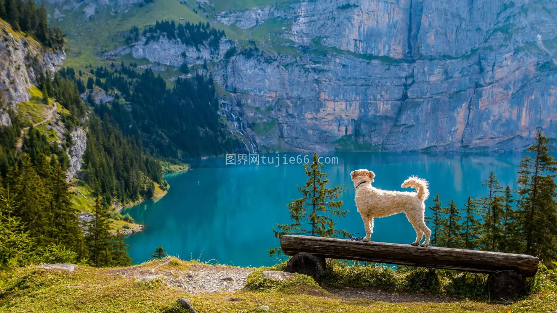 狗椅观山湖松影图片