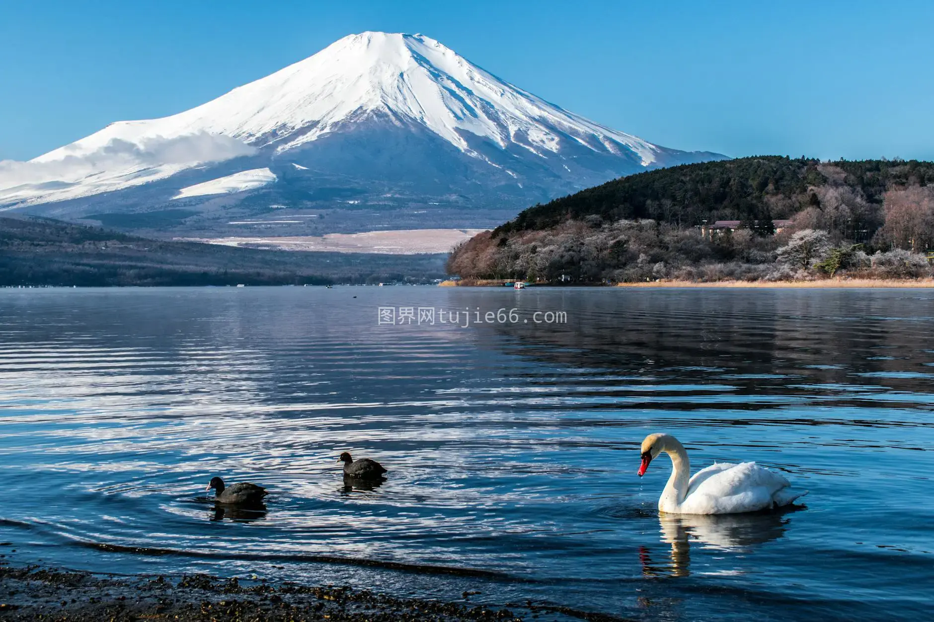 富士山旁天鹅湖宁静景致图片