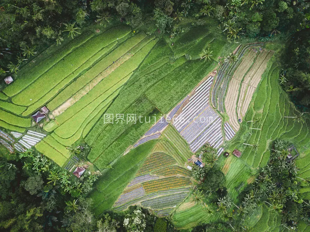 空中俯瞰植物田野白昼美景图片