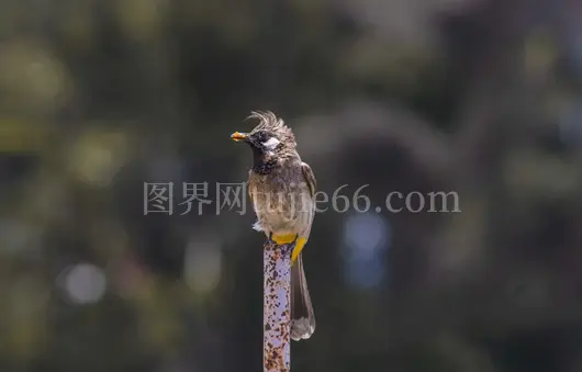 鸟栖木杆静观景