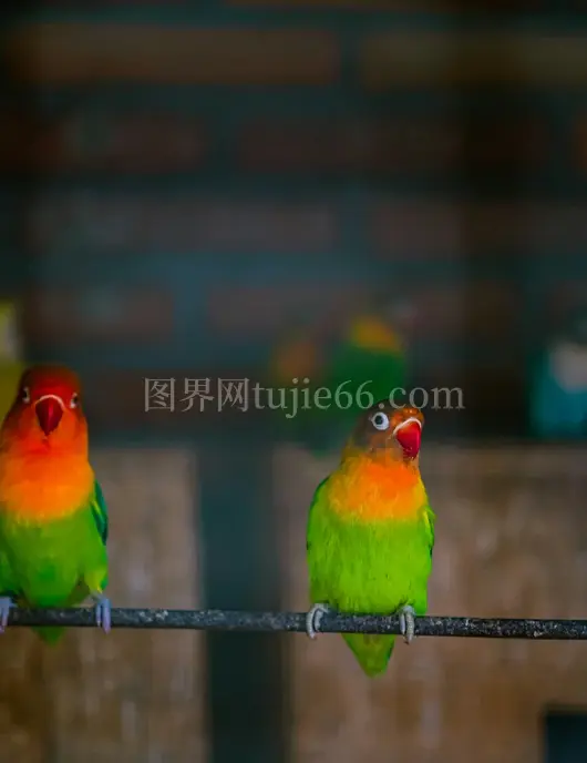 彩鸟并栖电线间