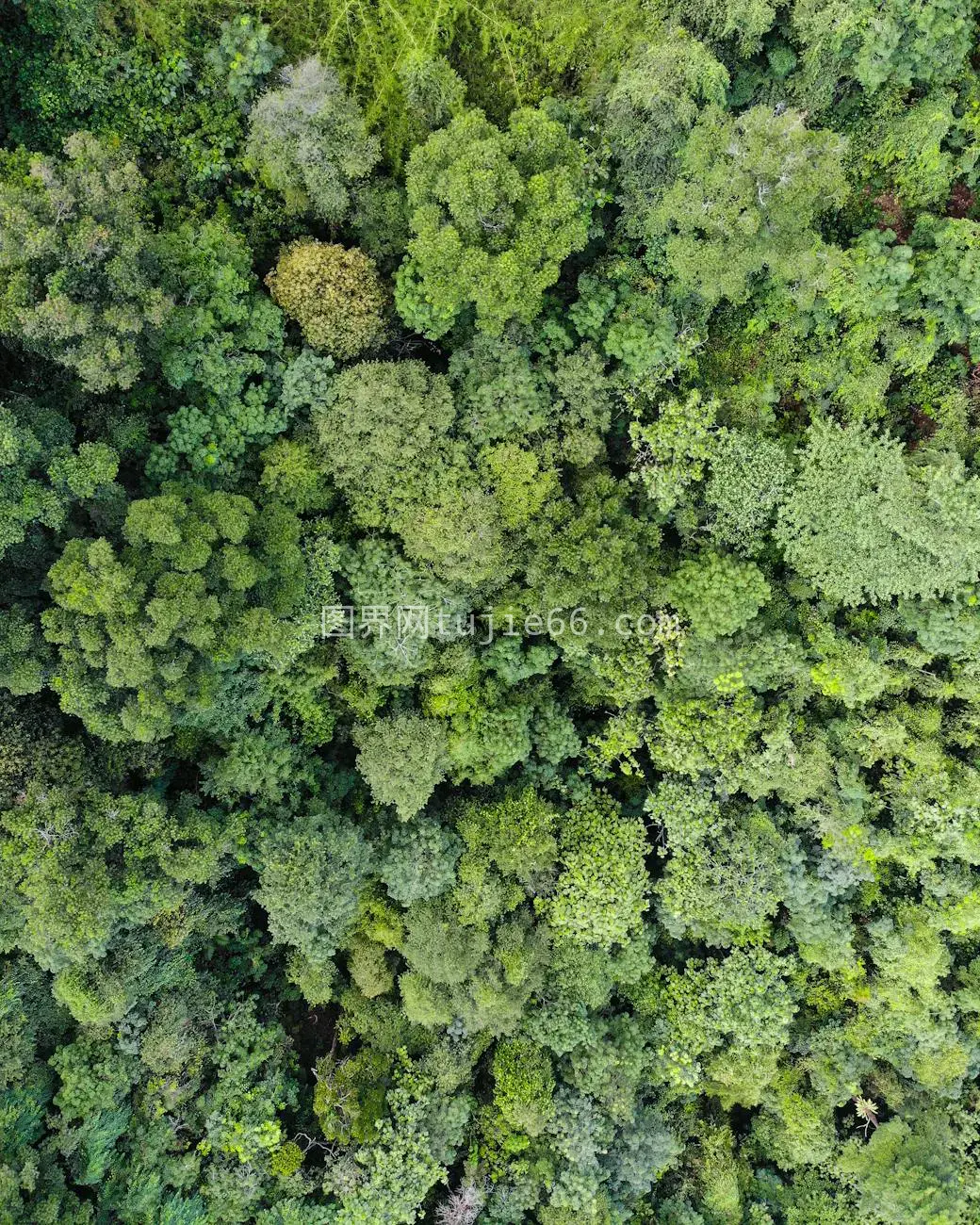 空中俯瞰茂密森林树冠多样绿意图片