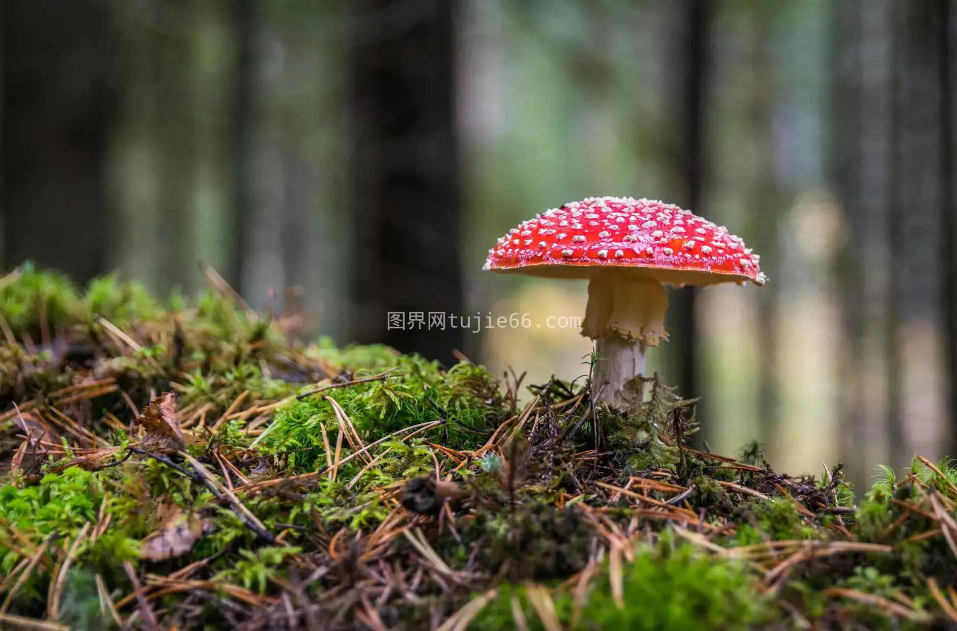 特写森林苔藓地飞来鹤蘑菇鲜艳色彩图片