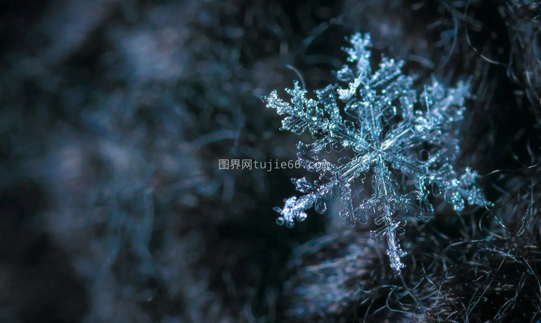 雪花冰晶冬季特写图片