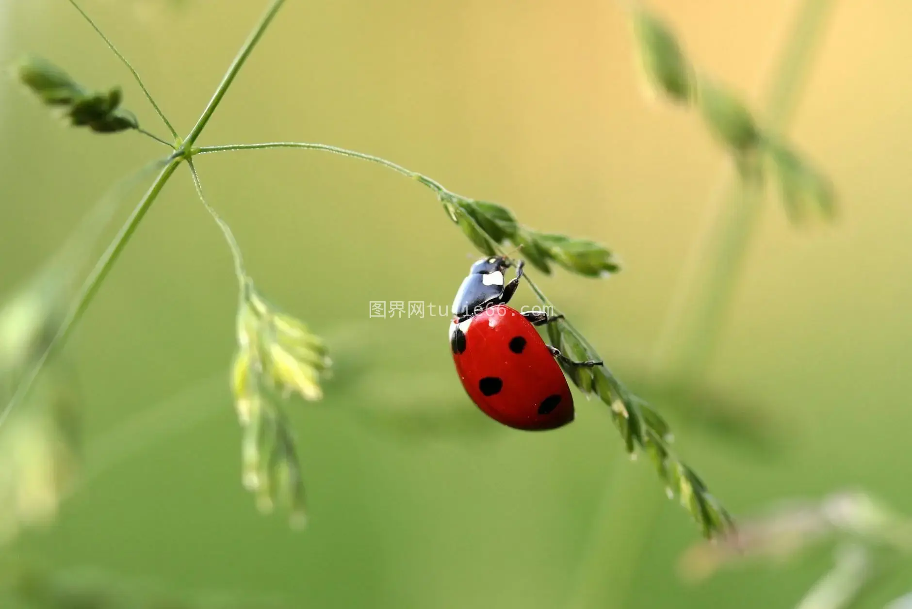 草地瓢虫特写呈现自然之美图片