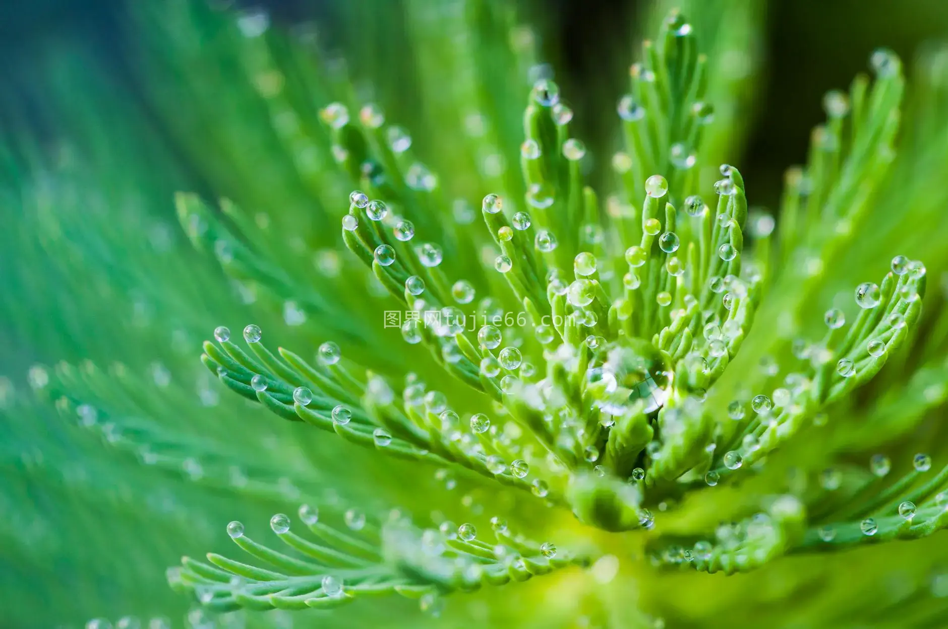 绿色植物露珠特写呈现自然之美图片