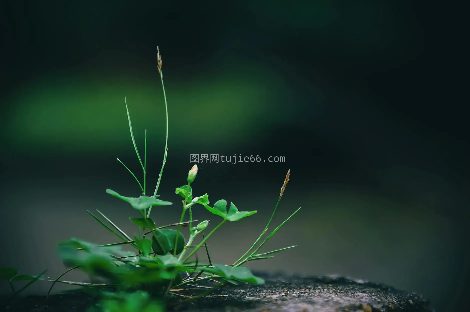 特写镜头展现嫩绿植物生命成长图片