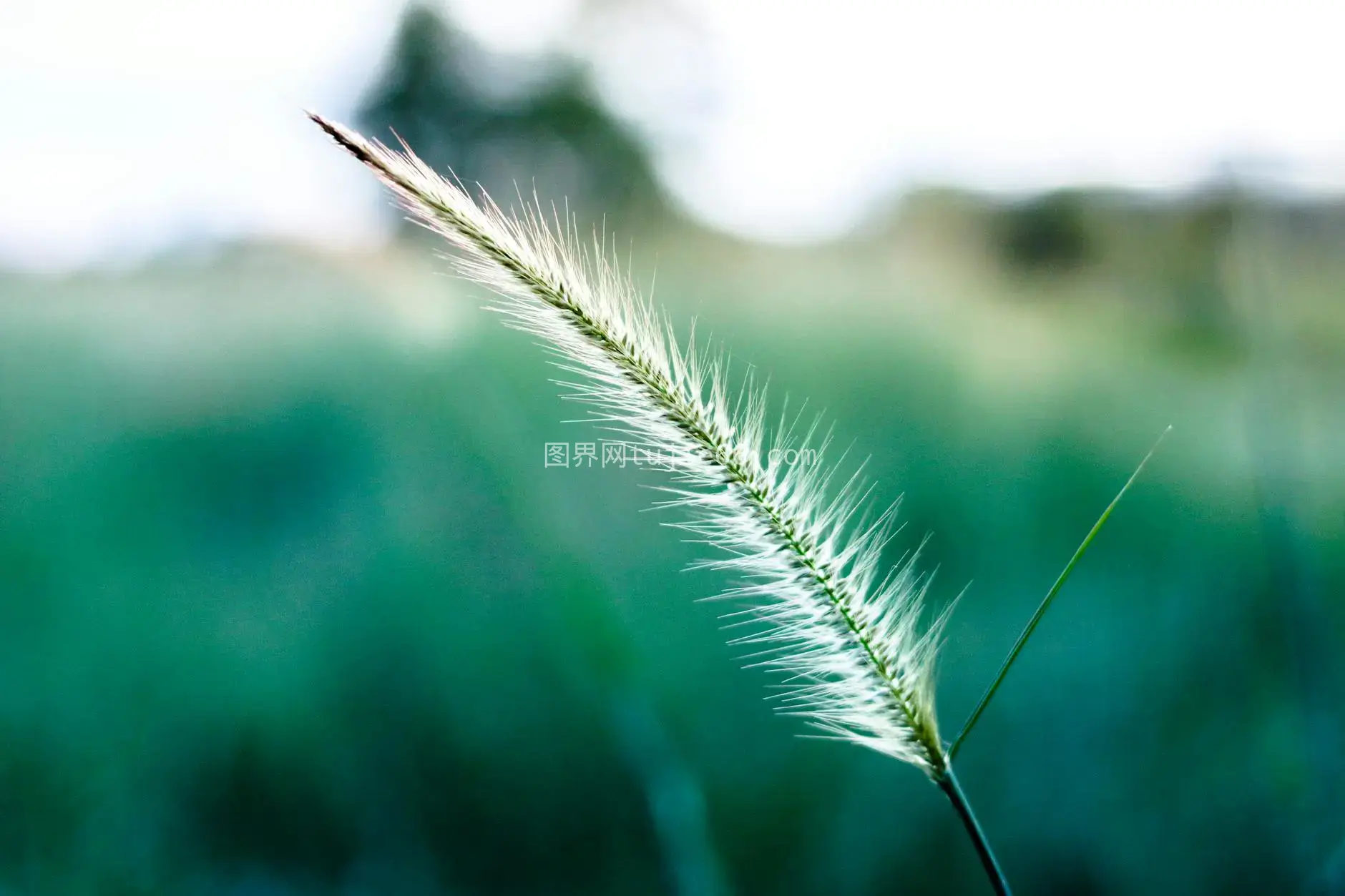 特写绿草叶模糊背景图片