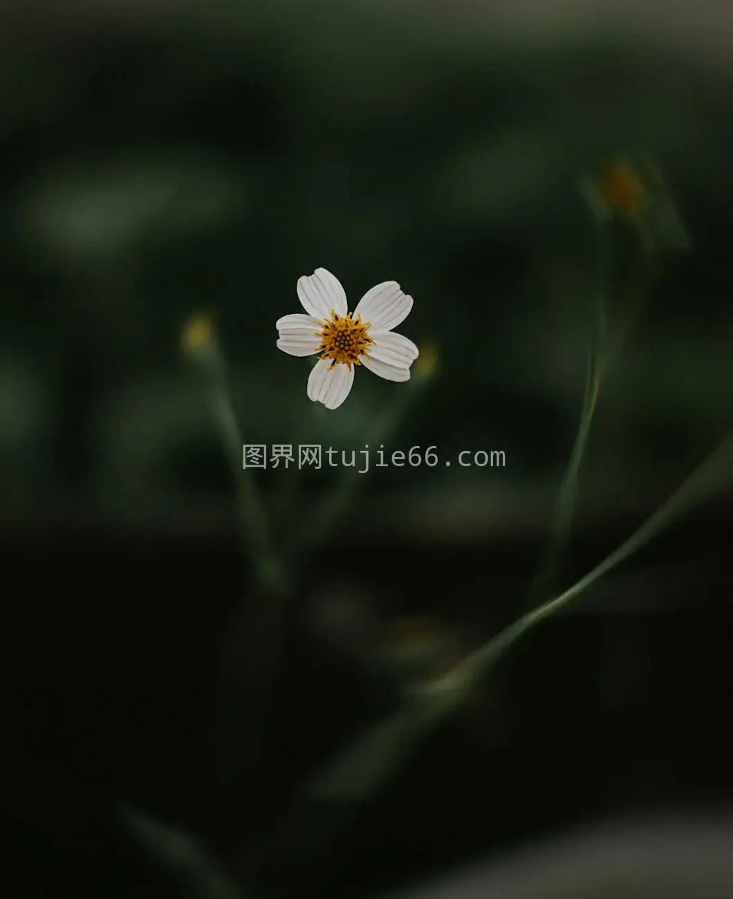 白色花朵模糊花园宁静美特写图片