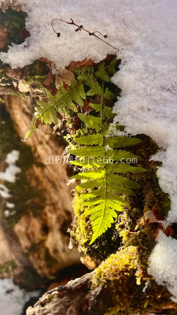 雪中绿意盎然 蕨叶映衬冬景图片