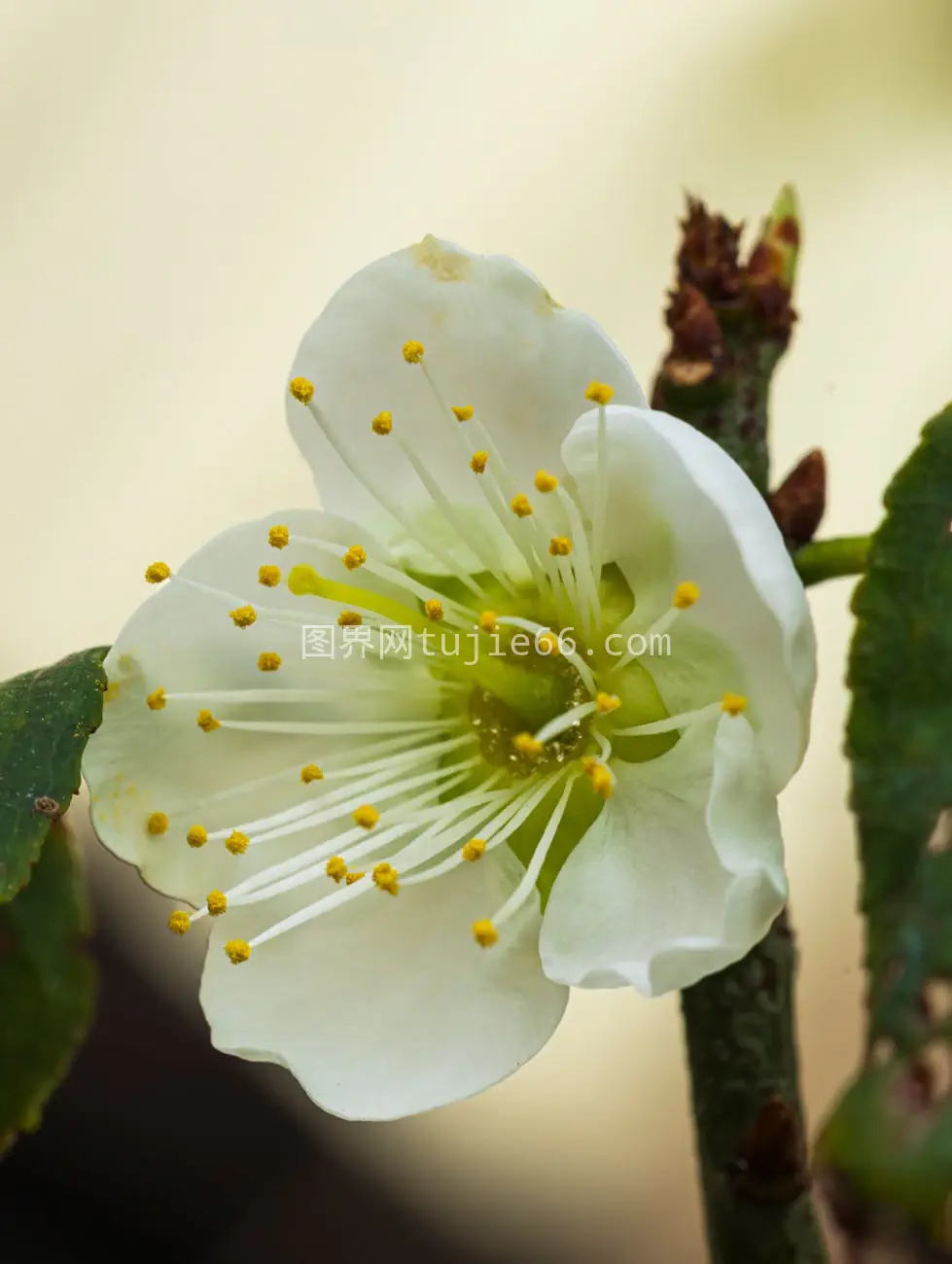 特写纯净盛开樱花花瓣雄蕊图片