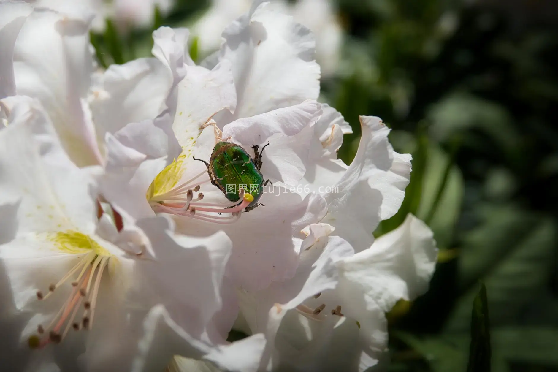 春日杜鹃花上绿色甲虫特写图片