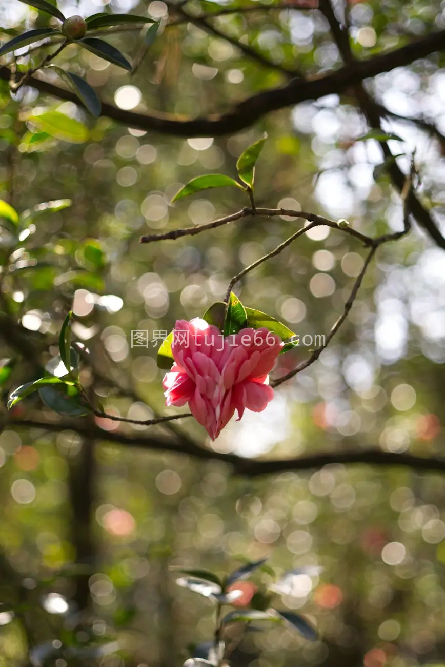 粉红山茶花特写自然春景图片