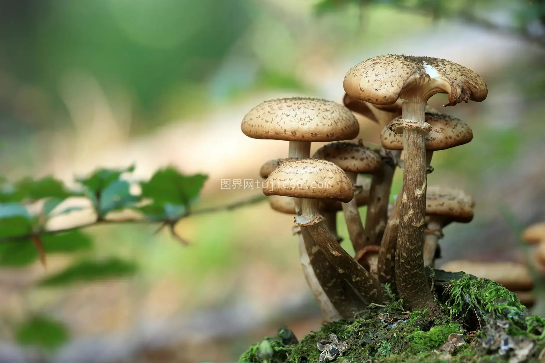 特写蘑菇森林苔藓模糊背景图片