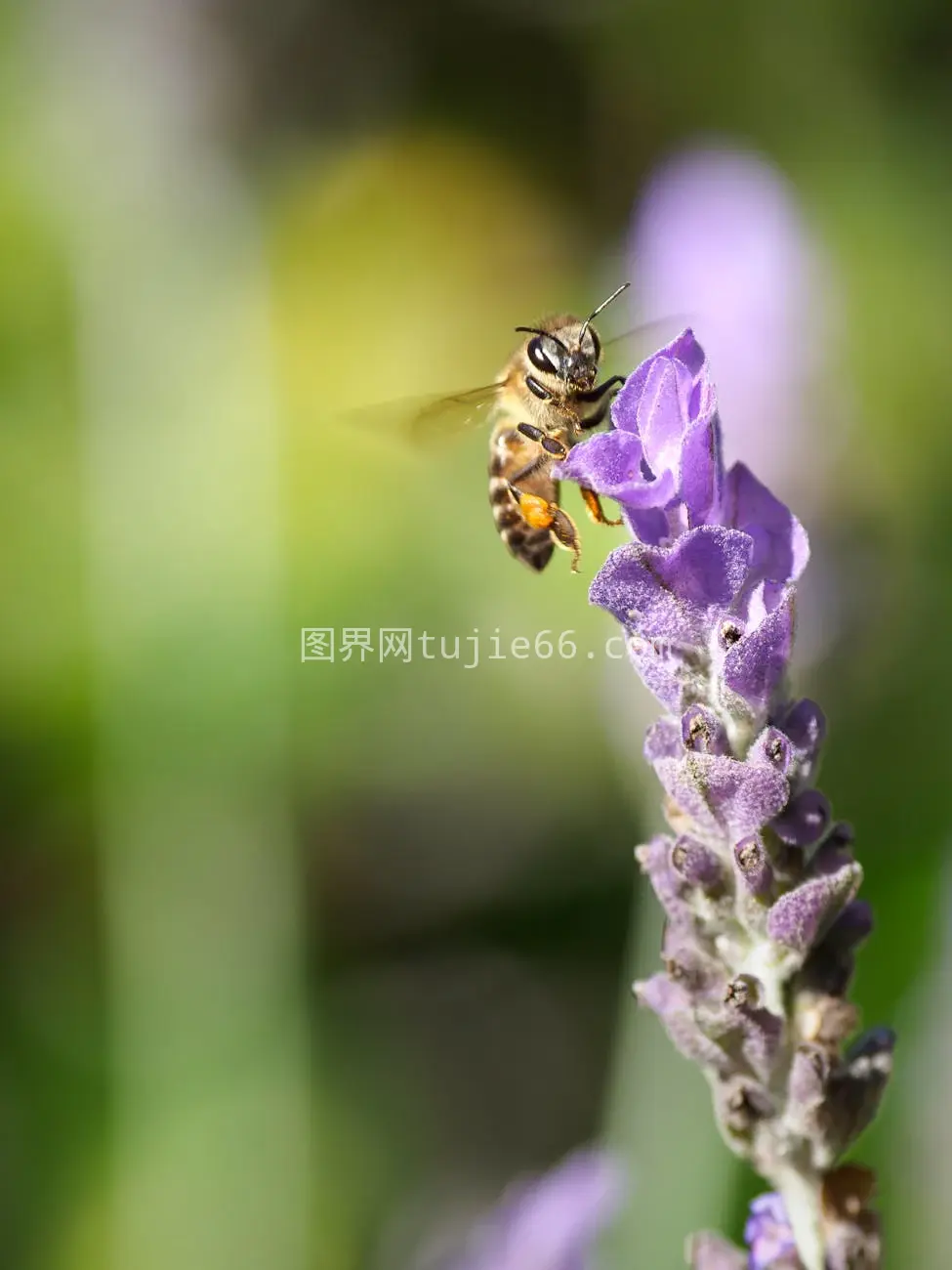 蜜蜂春日授粉薰衣草图片